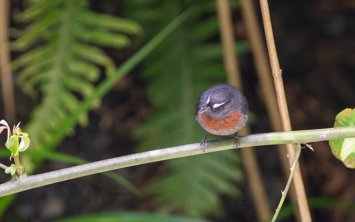 Maroon-belted Chat-Tyrant - ML645980710