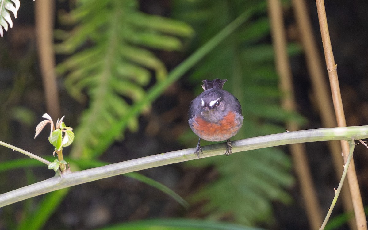 Maroon-belted Chat-Tyrant - ML645980711