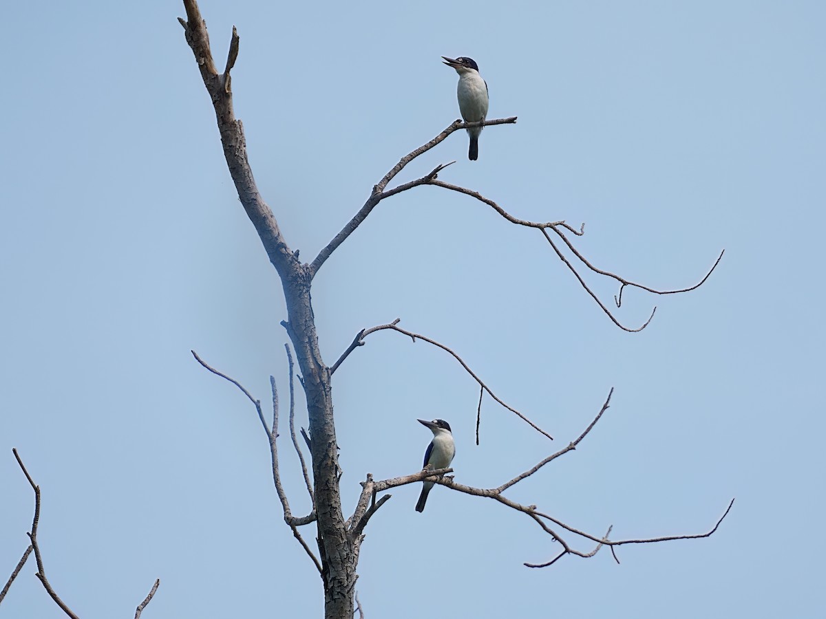 ledňáček lesklý - ML645980713