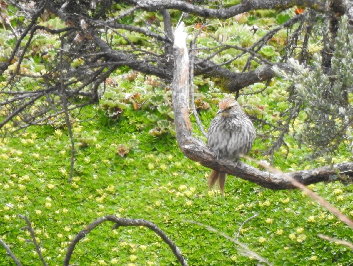 Many-striped Canastero - ML645980715