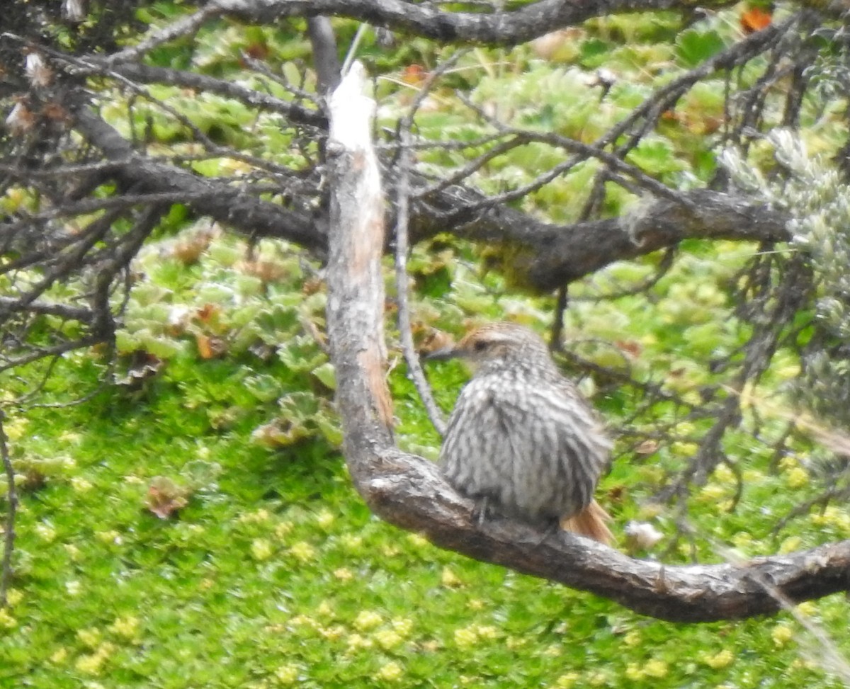 Many-striped Canastero - ML645980716