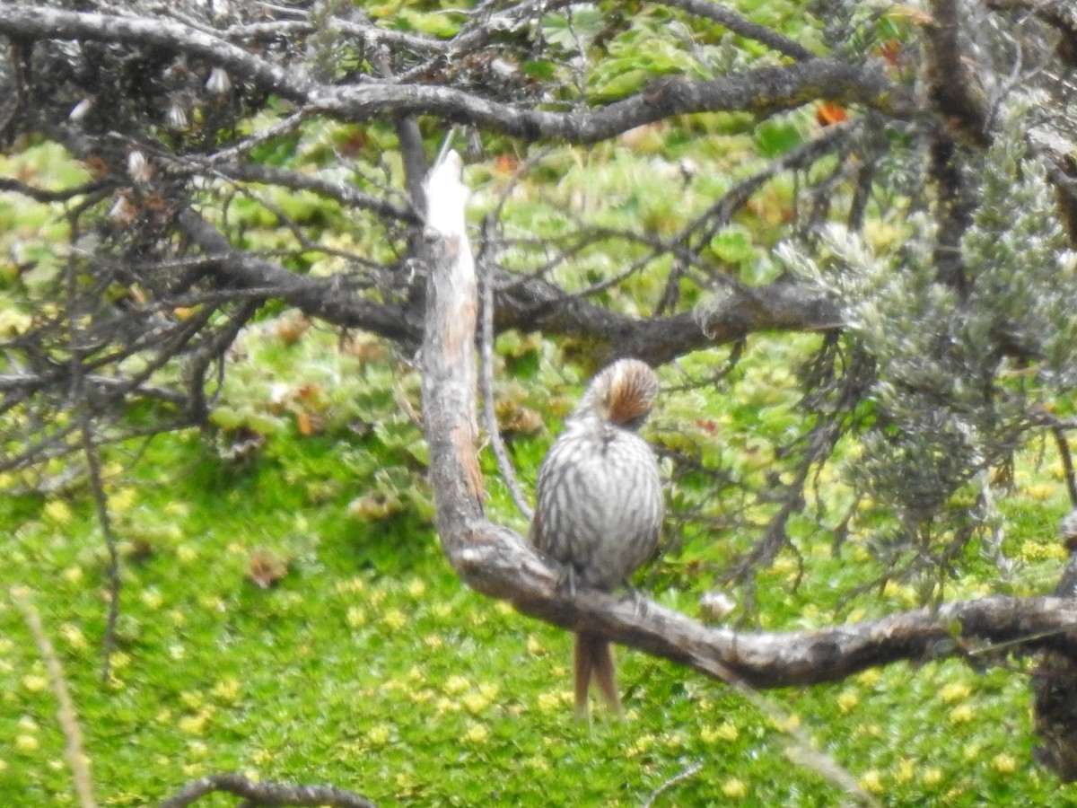 Many-striped Canastero - ML645980717