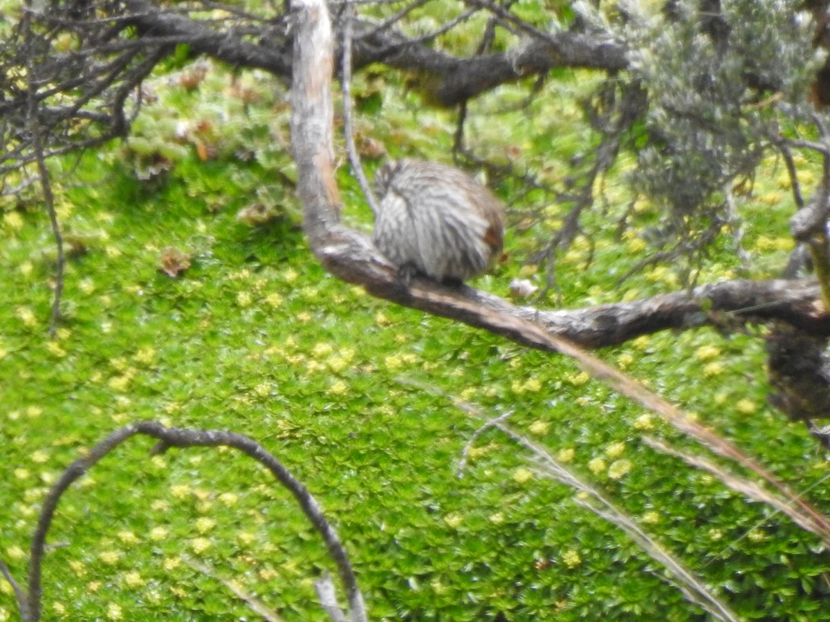 Many-striped Canastero - ML645980718