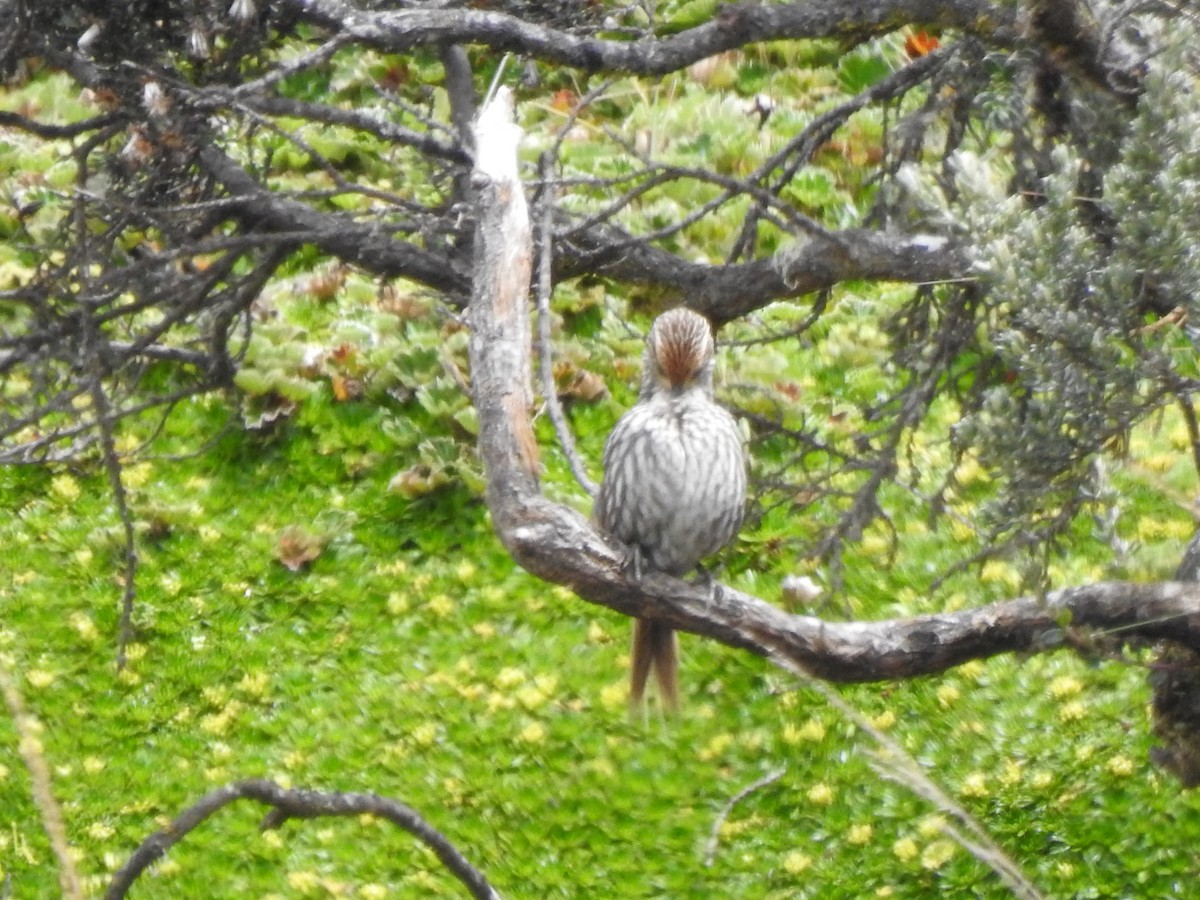 Many-striped Canastero - ML645980720