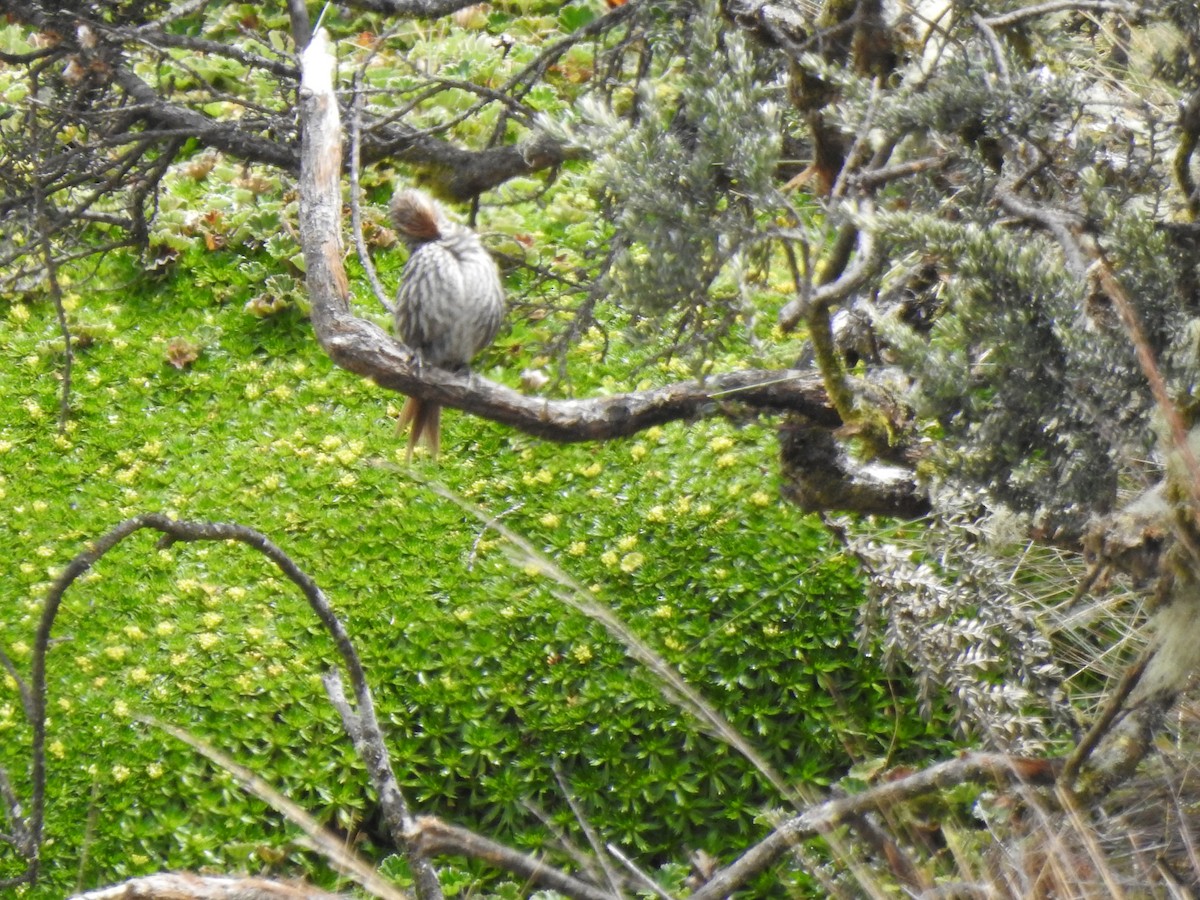 Many-striped Canastero - ML645980721