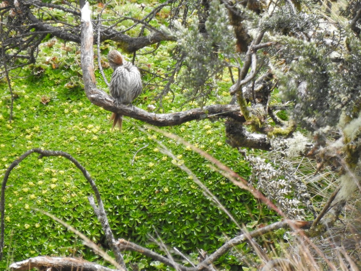 Many-striped Canastero - ML645980722