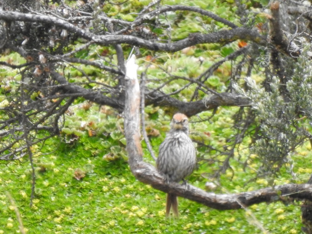 Many-striped Canastero - ML645980723