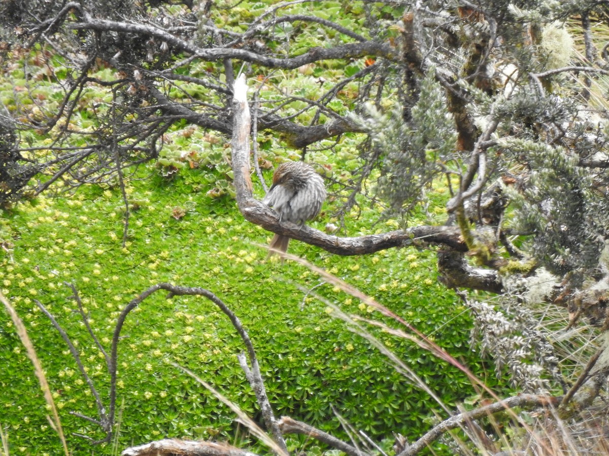 Many-striped Canastero - ML645980724