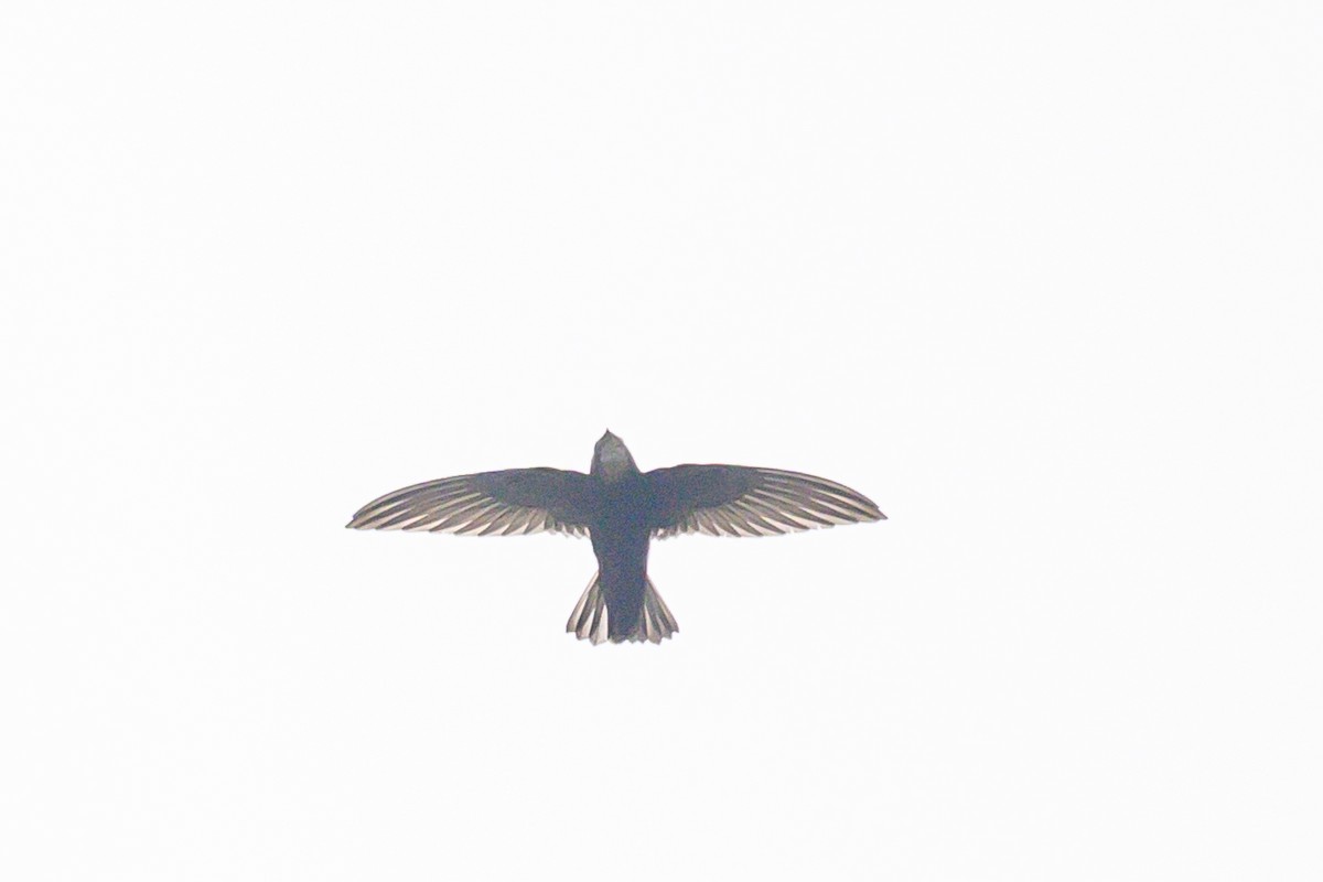 rorýs domovní - ML645980725