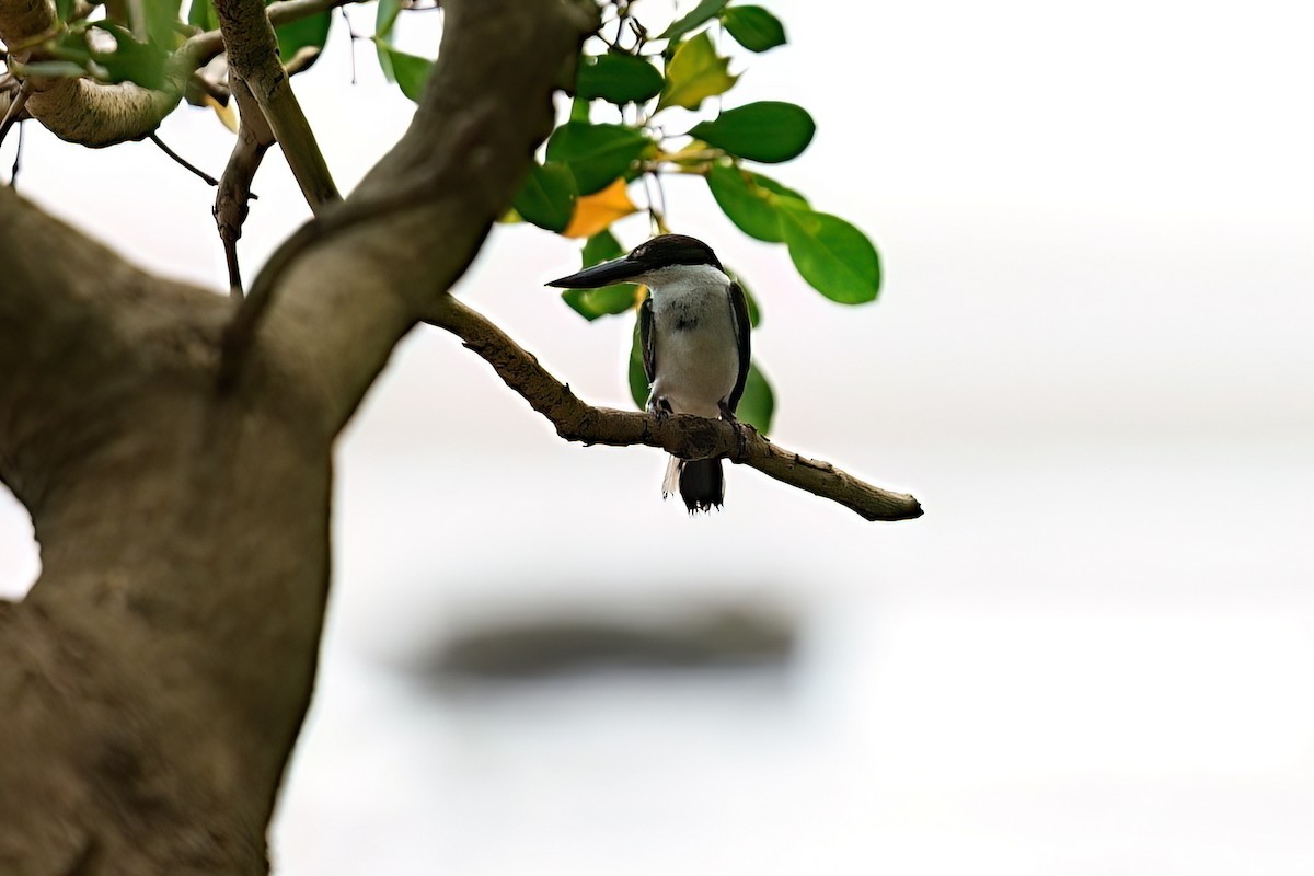 ledňáček torreský - ML645980726