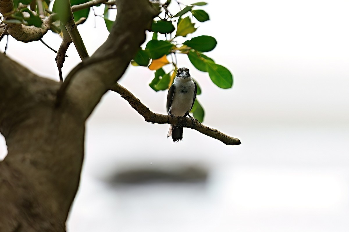 ledňáček torreský - ML645980727