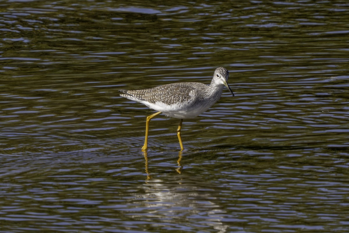 vodouš velký - ML645980728