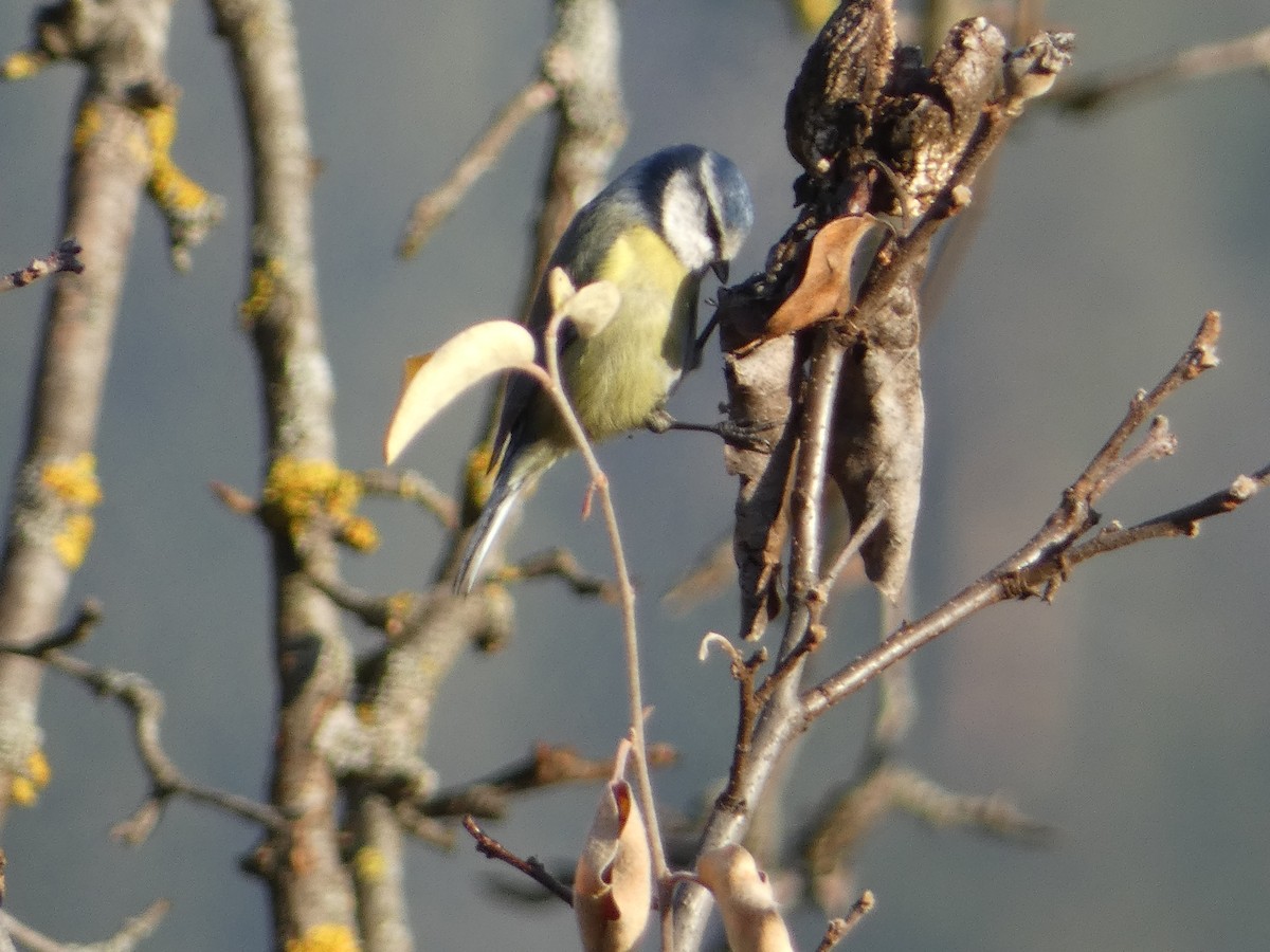 sýkora modřinka - ML645980732