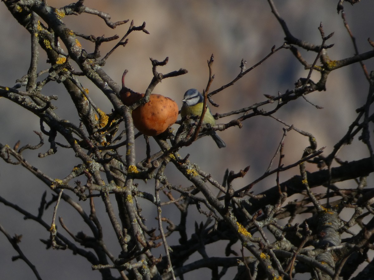 sýkora modřinka - ML645980733