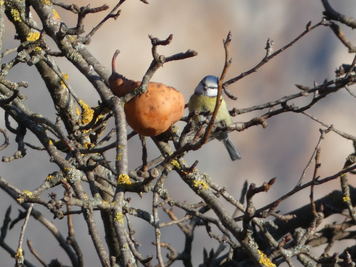 sýkora modřinka - ML645980734