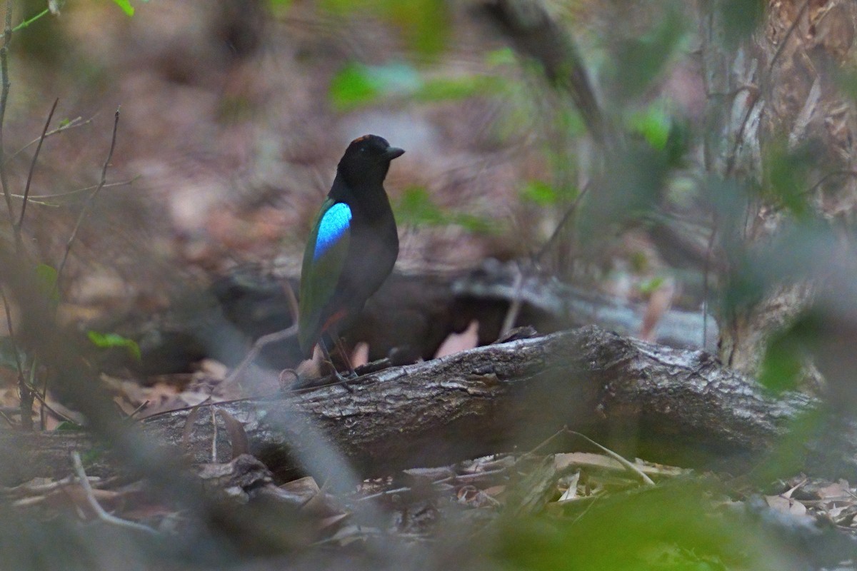 pita duhová - ML645980737