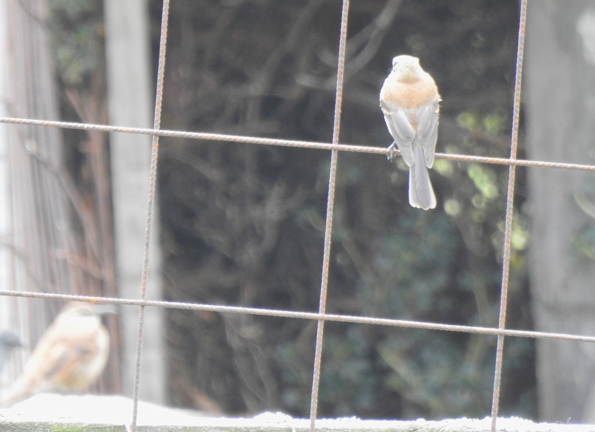 Brown-backed Chat-Tyrant - ML645980739