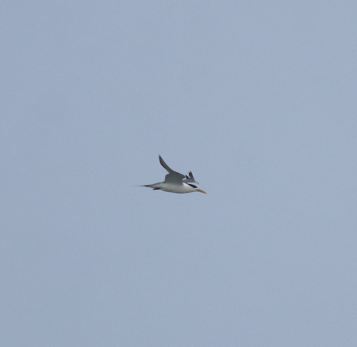 Great Crested Tern - ML645980740