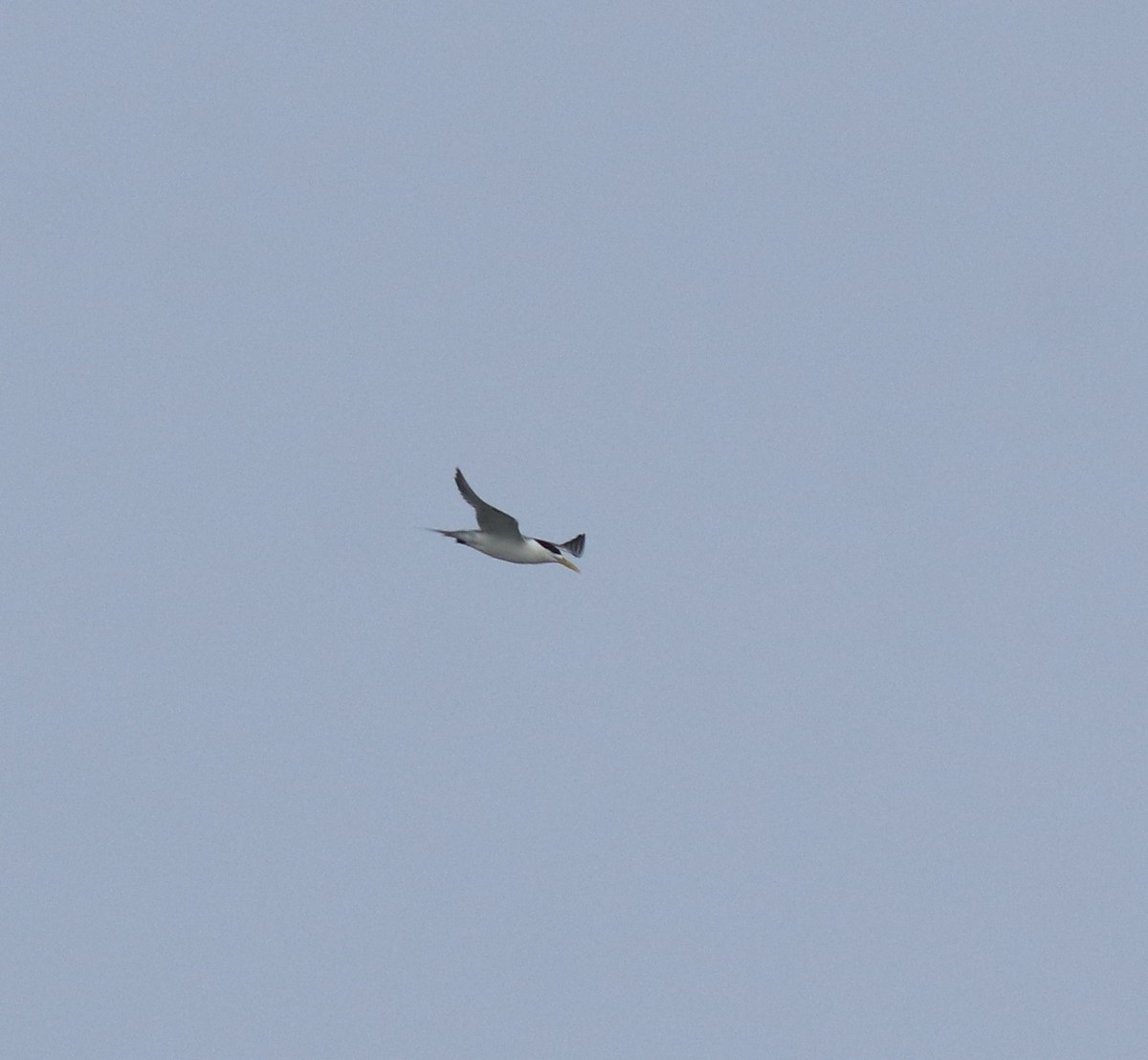 Great Crested Tern - ML645980741