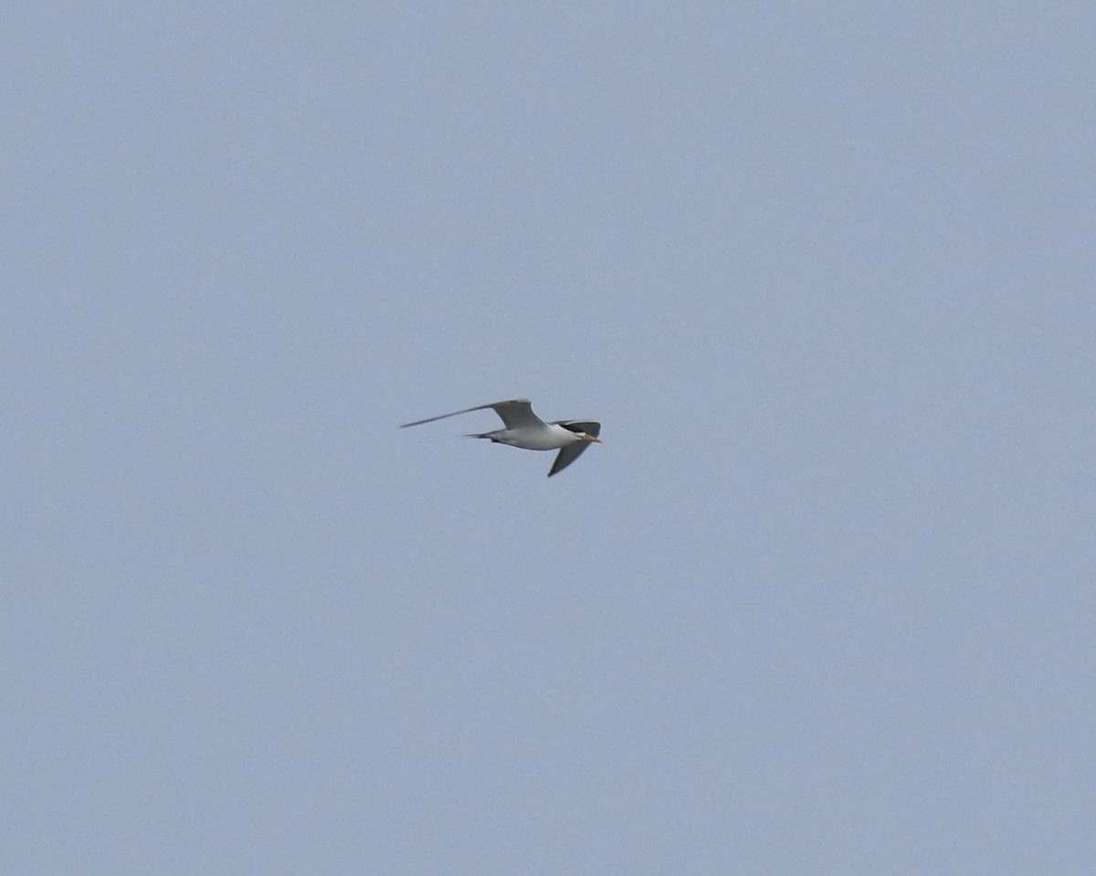 Great Crested Tern - ML645980743