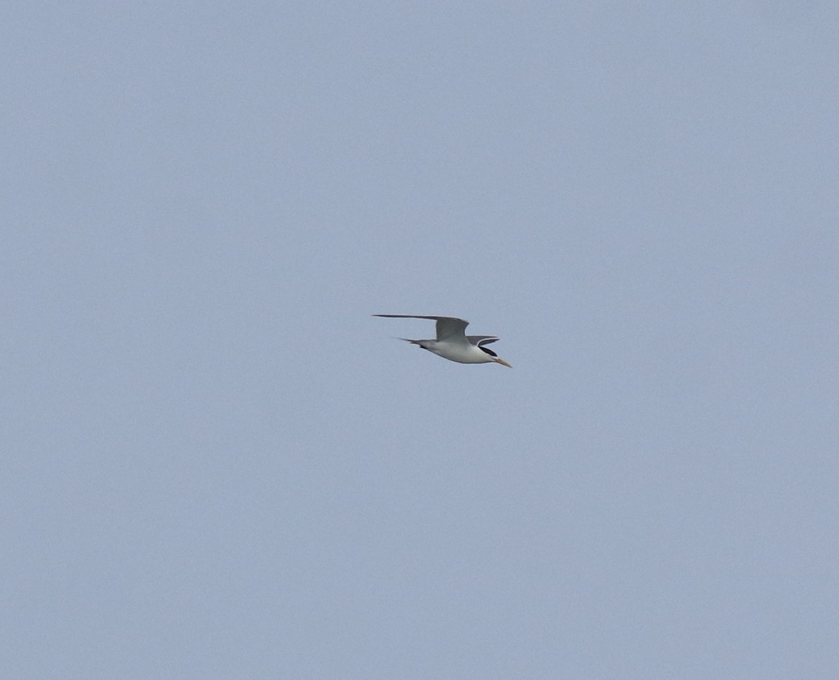 Great Crested Tern - ML645980744