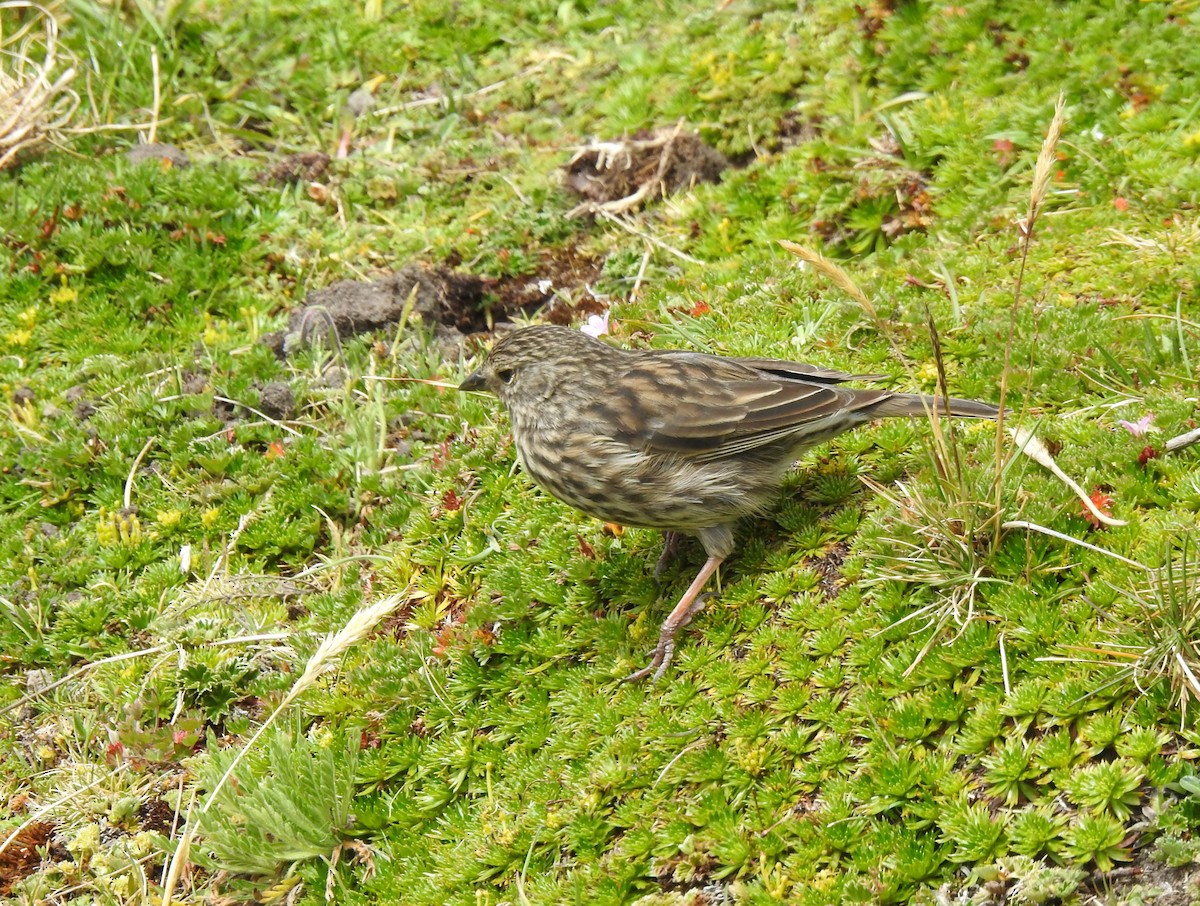 Plumbeous Sierra Finch - ML645980745