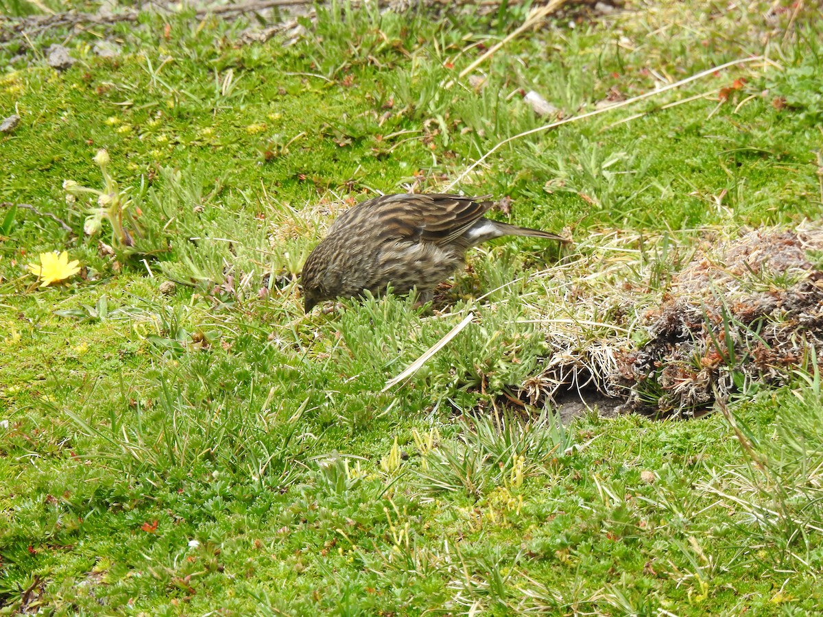 Plumbeous Sierra Finch - ML645980746