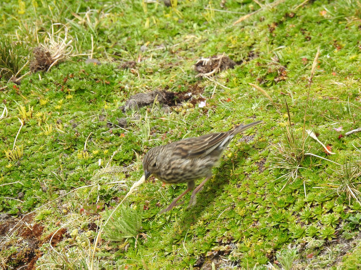 Plumbeous Sierra Finch - ML645980747