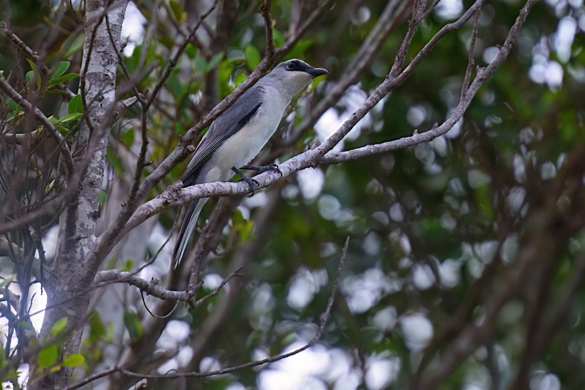 White-bellied Cuckooshrike - ML645980752