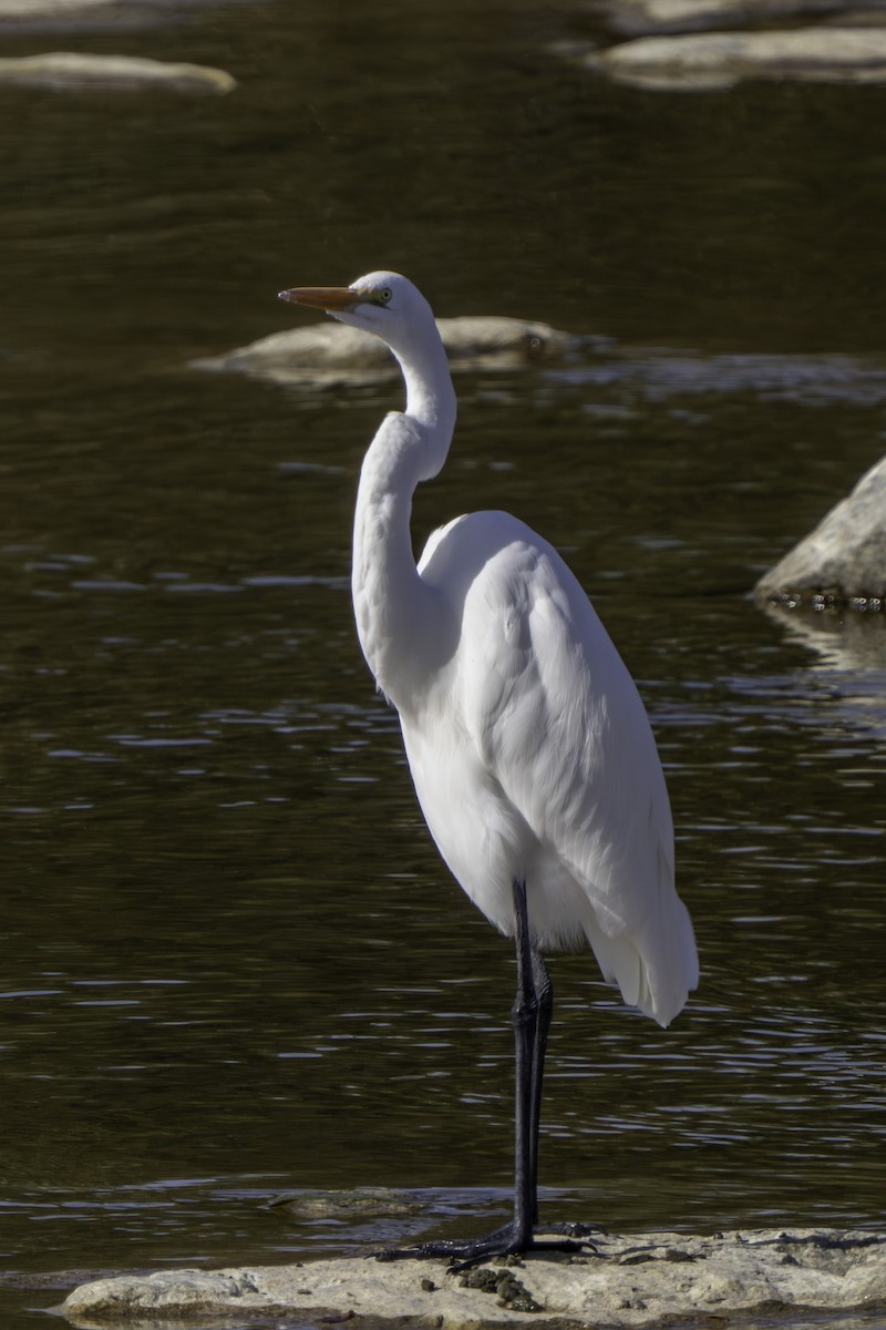 Great Egret - ML645980753