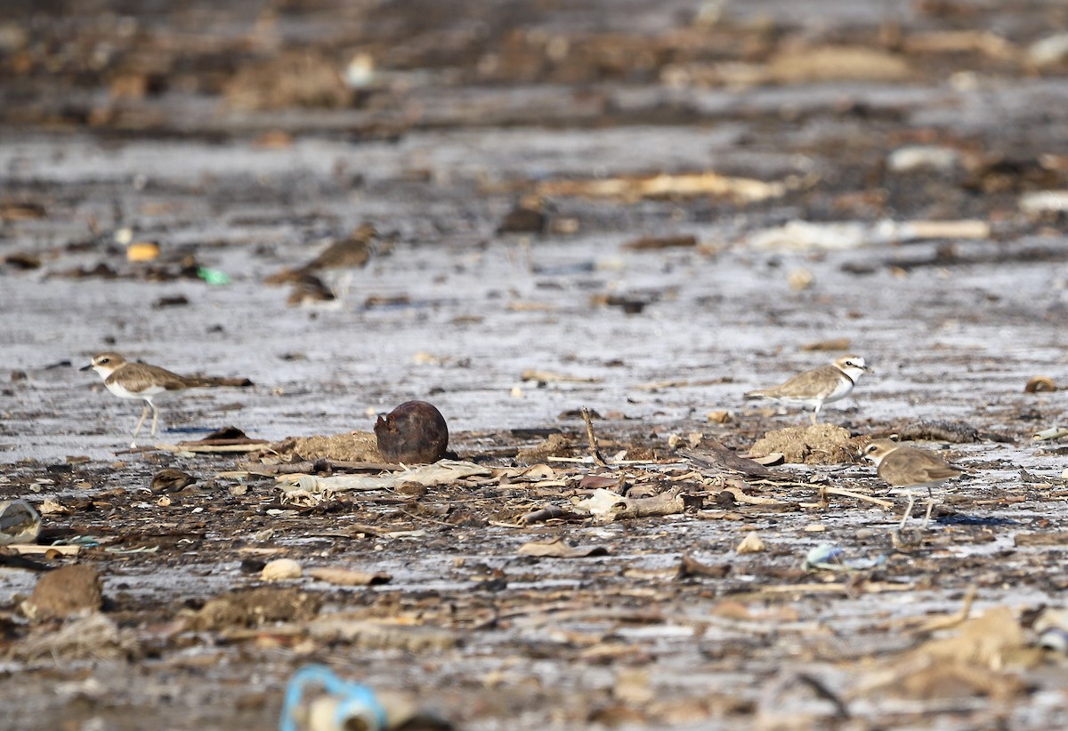 Javan Plover - ML645980757