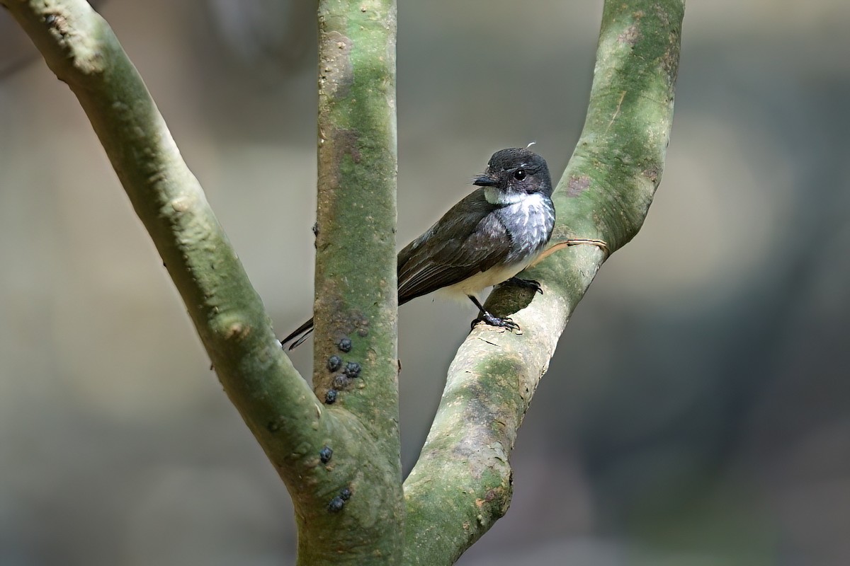 Northern Fantail - ML645980759