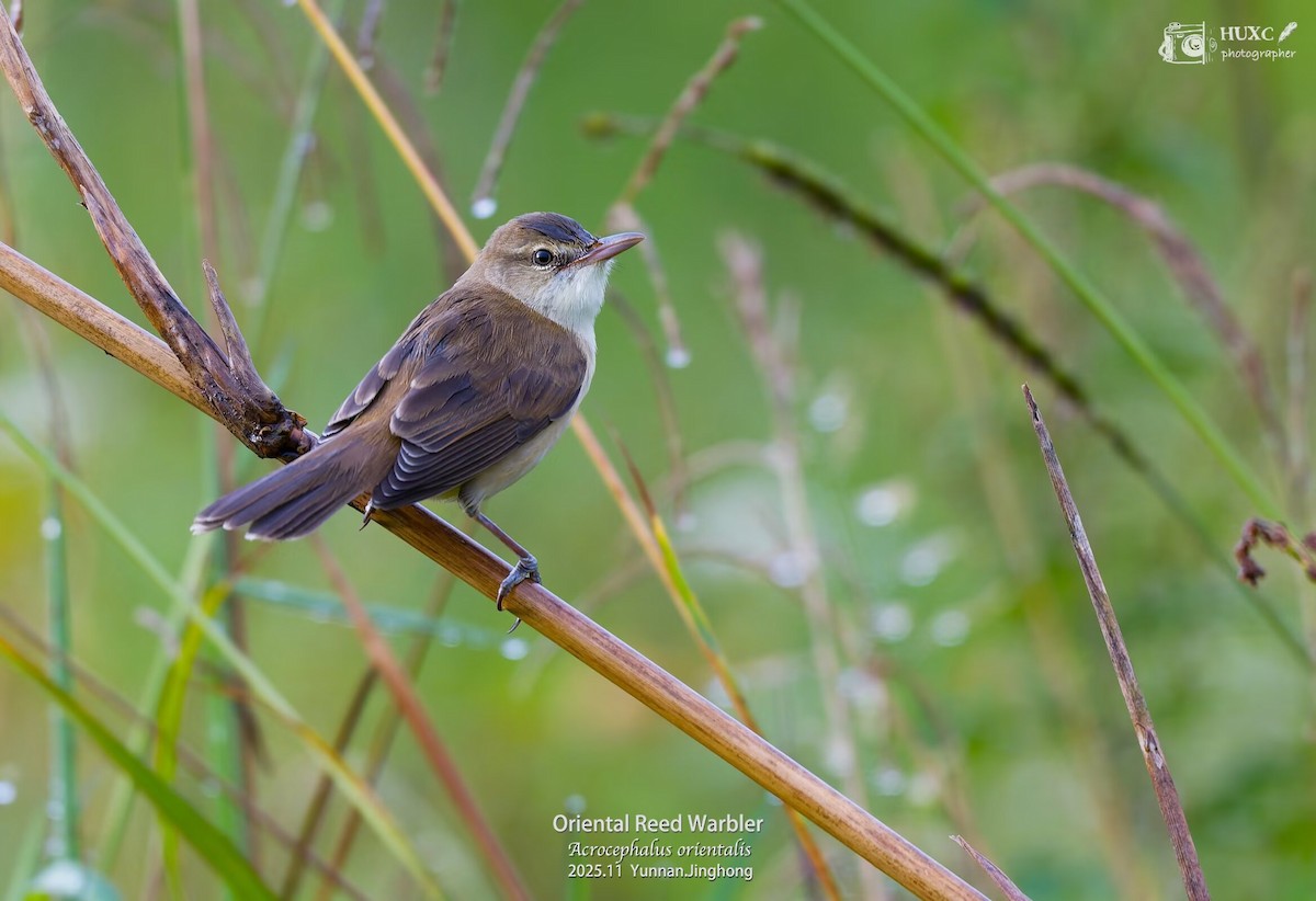東方大葦鶯 - ML645980761