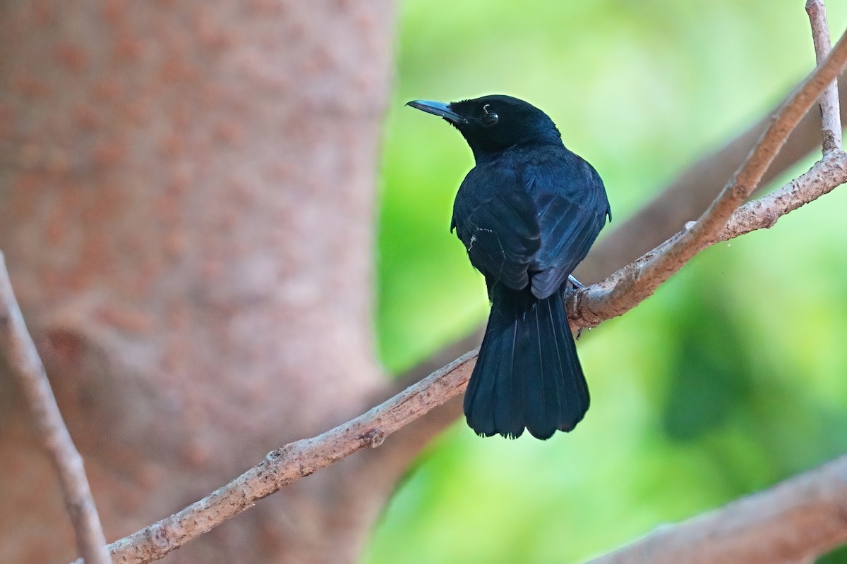 Shining Flycatcher - ML645980763