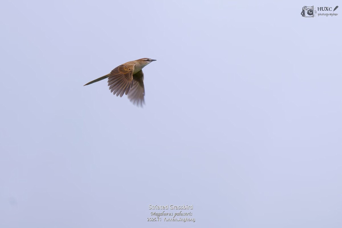 Striated Grassbird - ML645980764