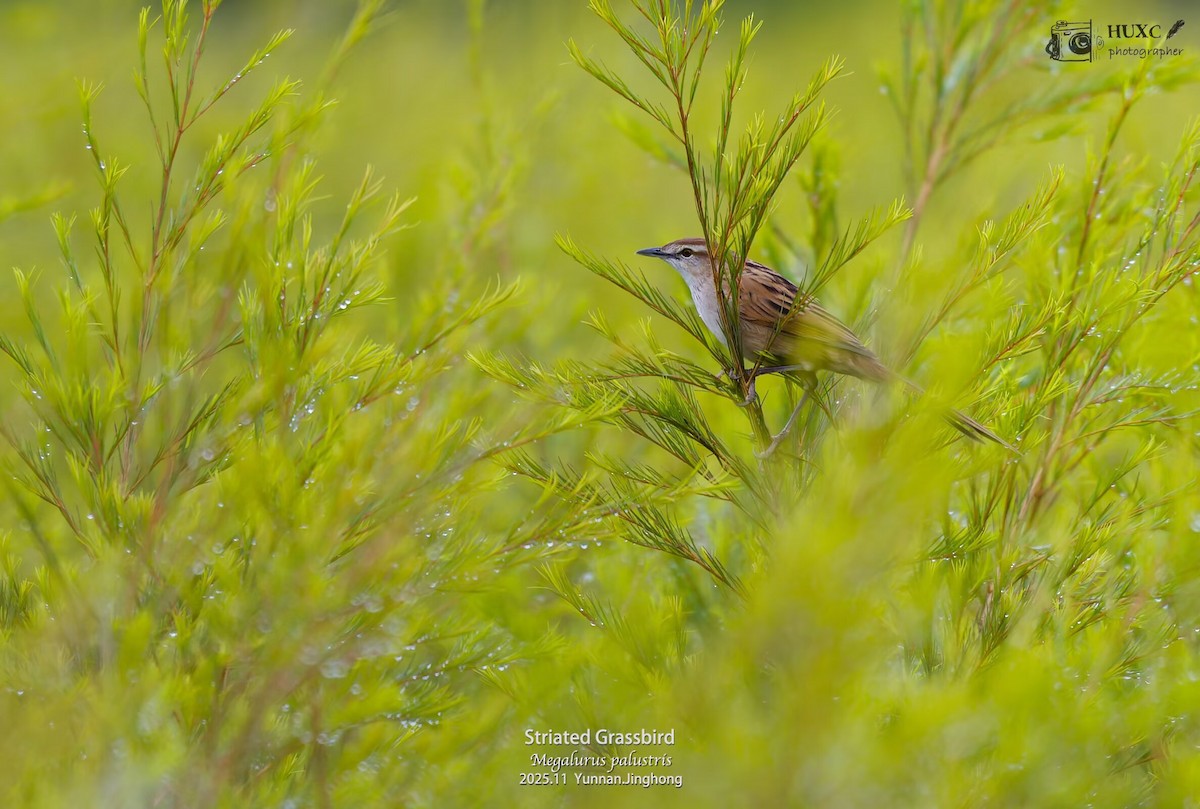 Striated Grassbird - ML645980765