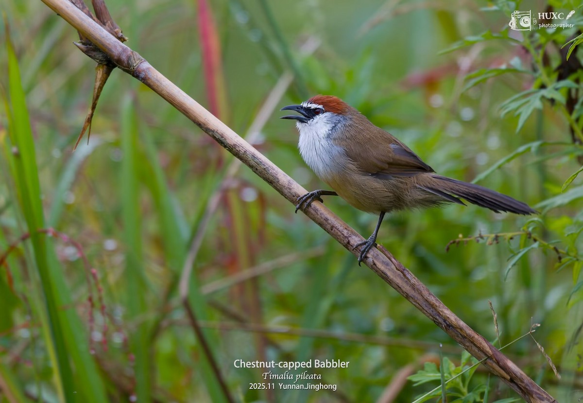 Chestnut-capped Babbler - ML645980766