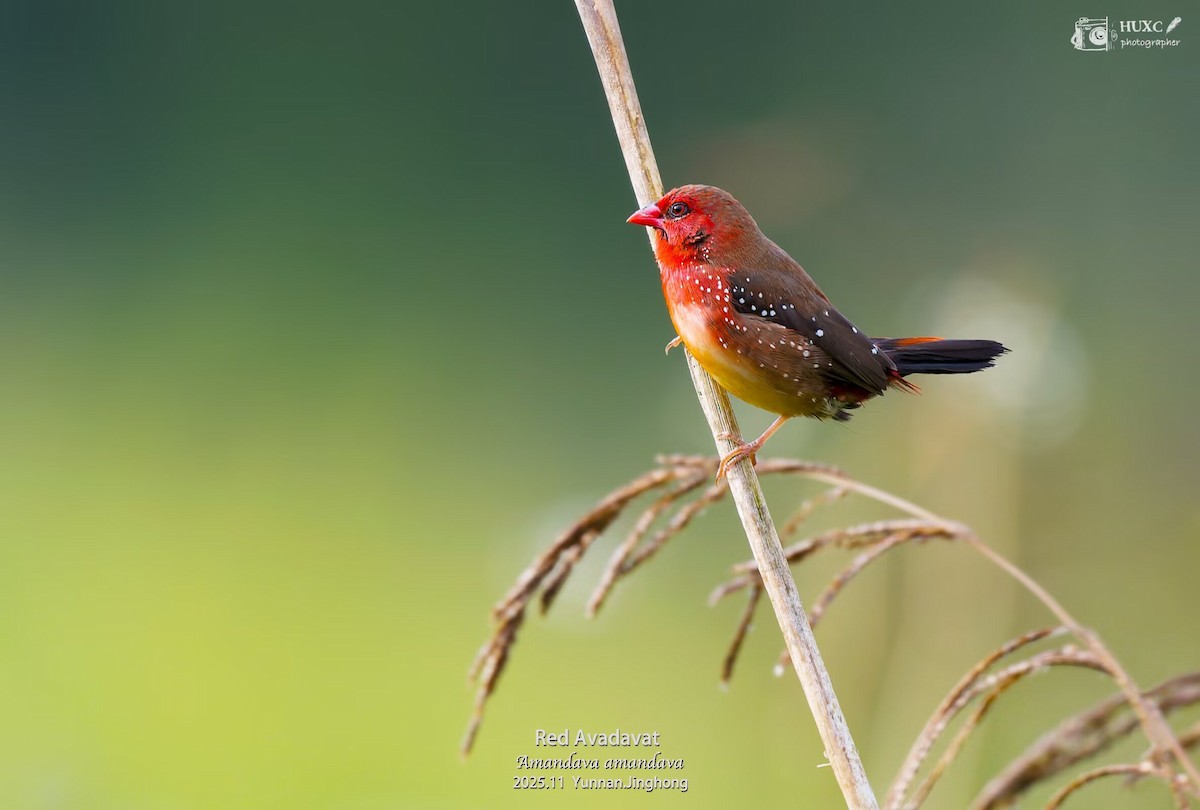 Red Avadavat - ML645980767