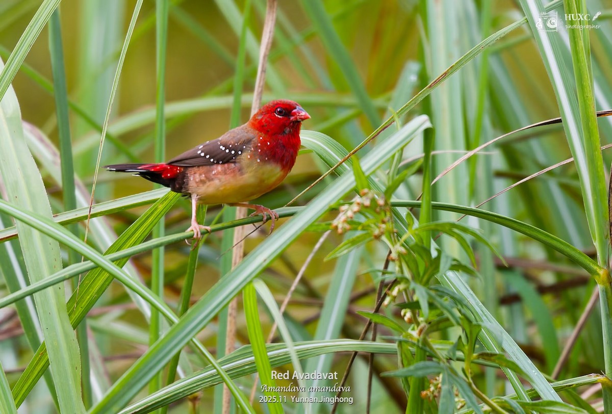 Red Avadavat - ML645980768