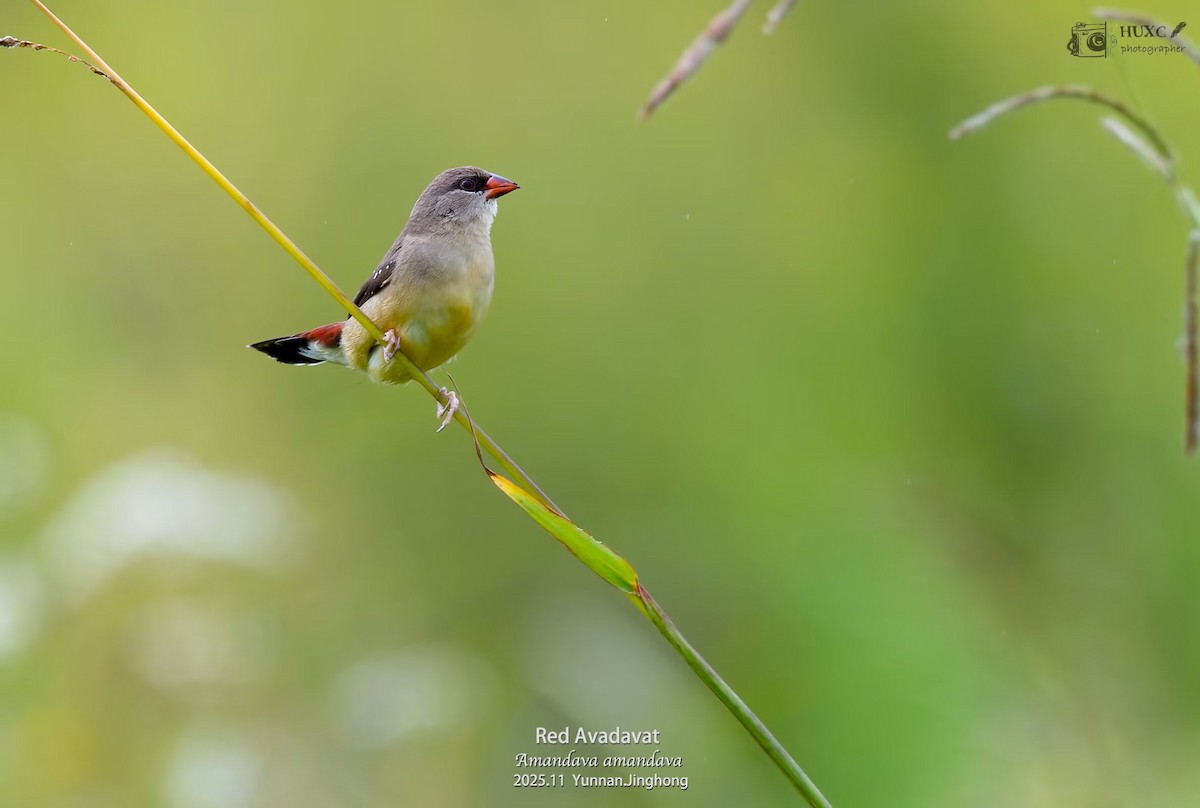 Red Avadavat - ML645980769