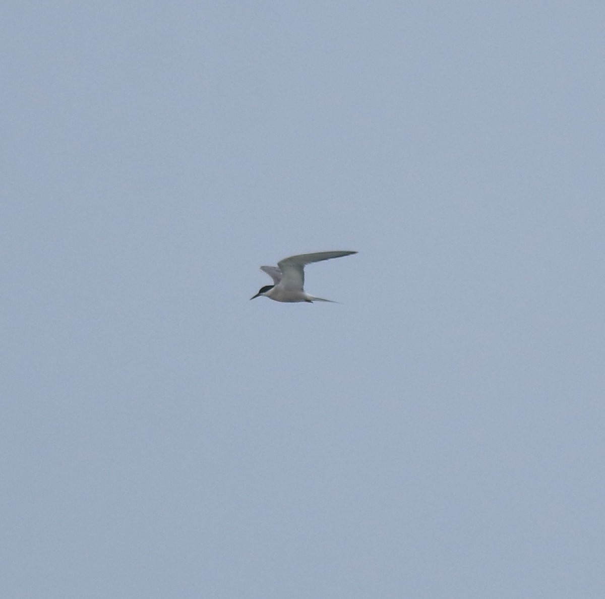 燕鷗 - ML645980770