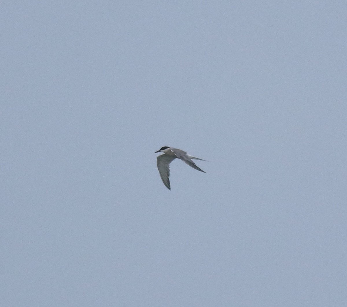 燕鷗 - ML645980771