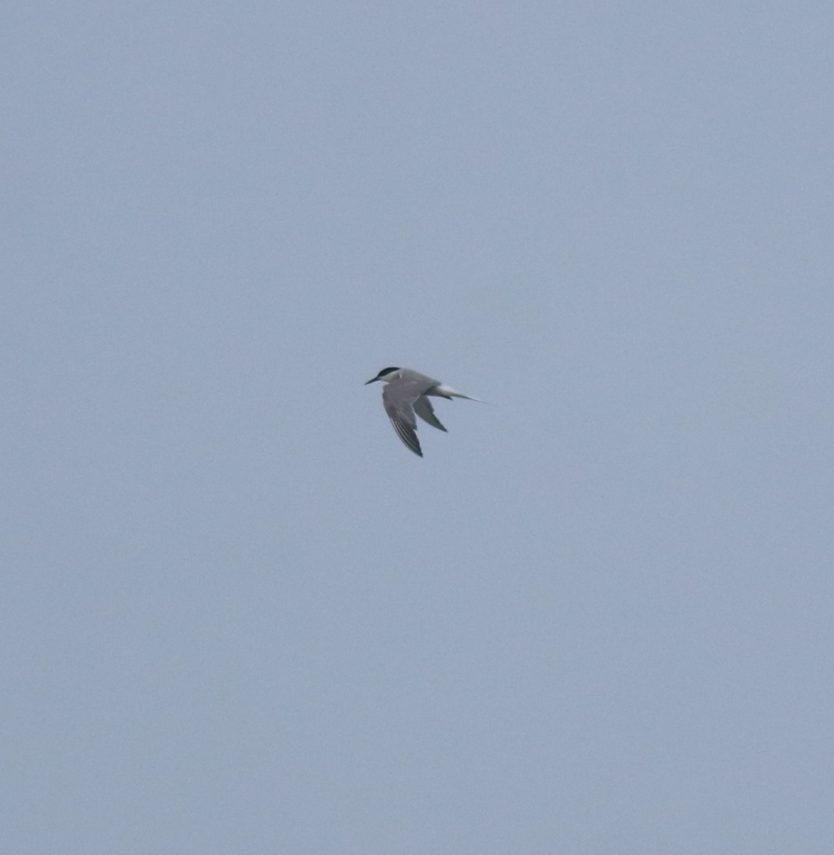 燕鷗 - ML645980772