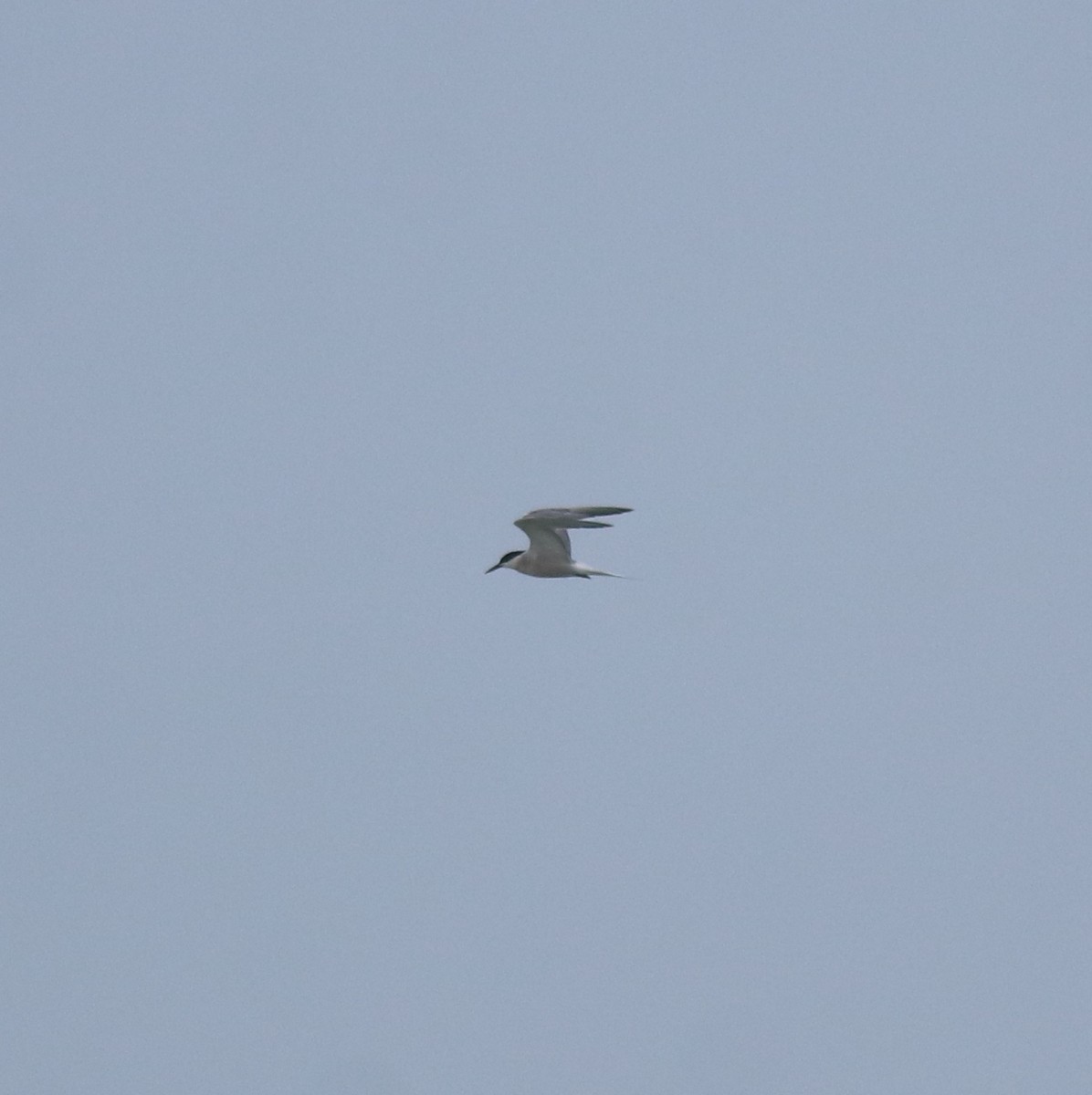 燕鷗 - ML645980773