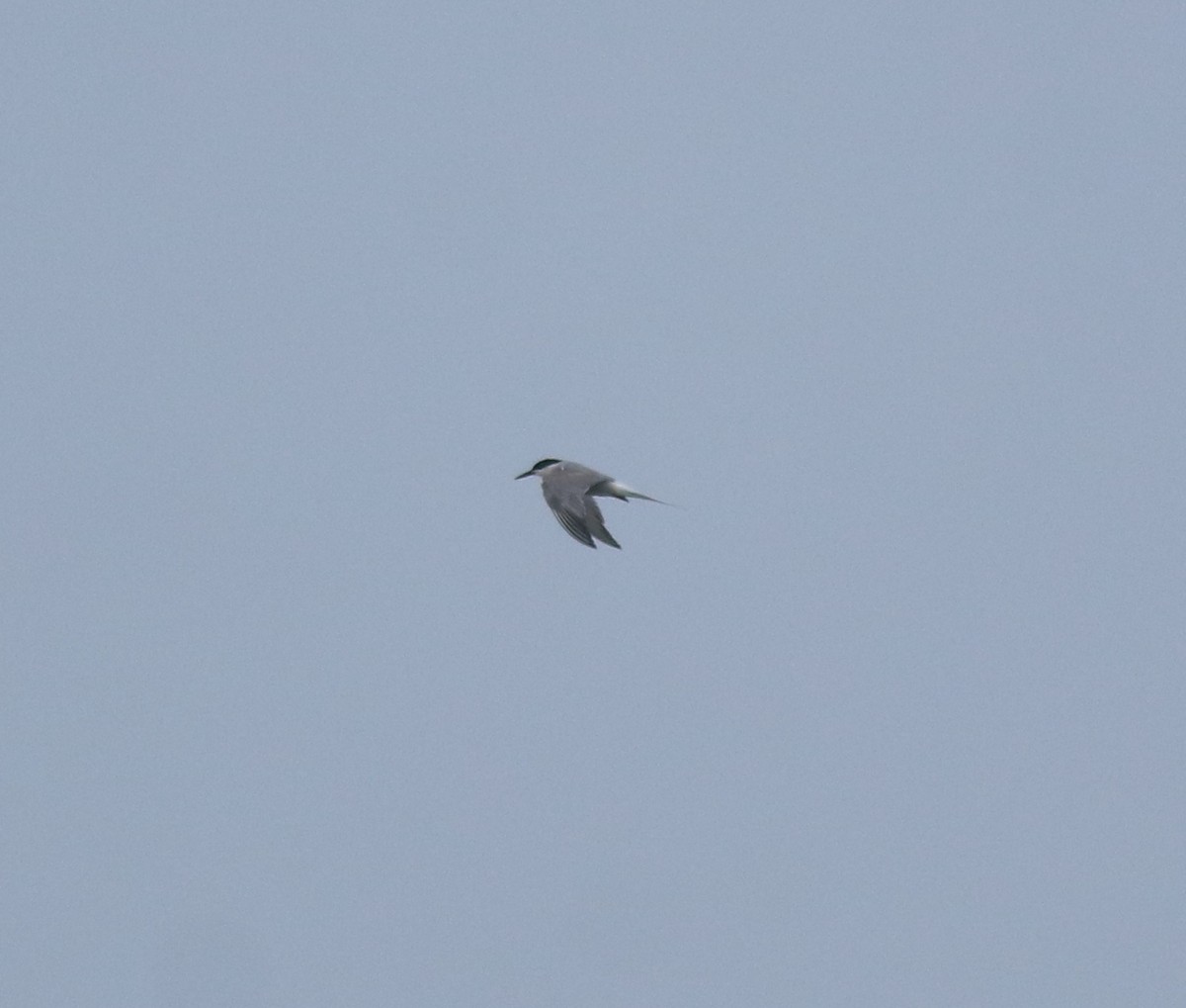 燕鷗 - ML645980775