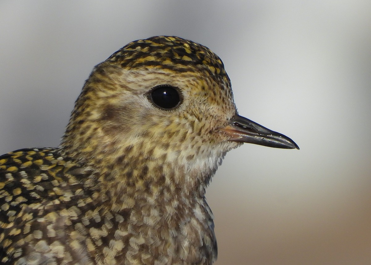 European Golden-Plover - ML645980776