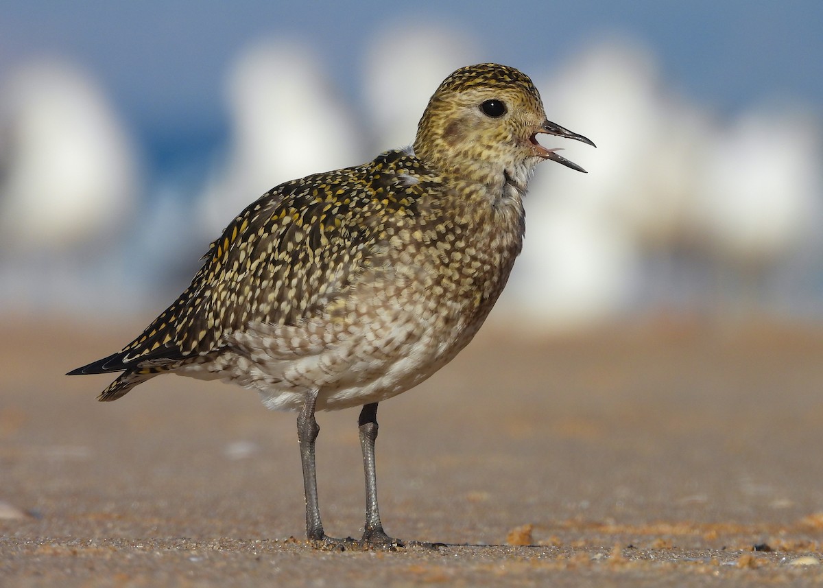 European Golden-Plover - ML645980777