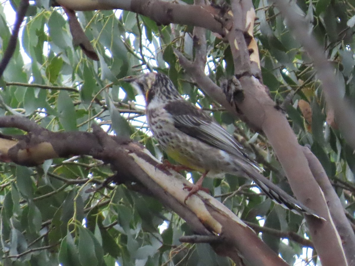 Yellow Wattlebird - ML645980778