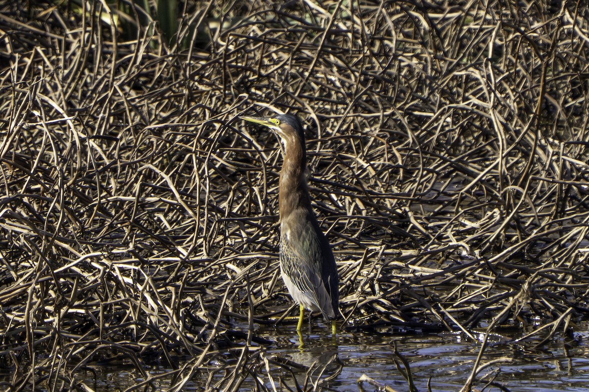 Green Heron - ML645980780
