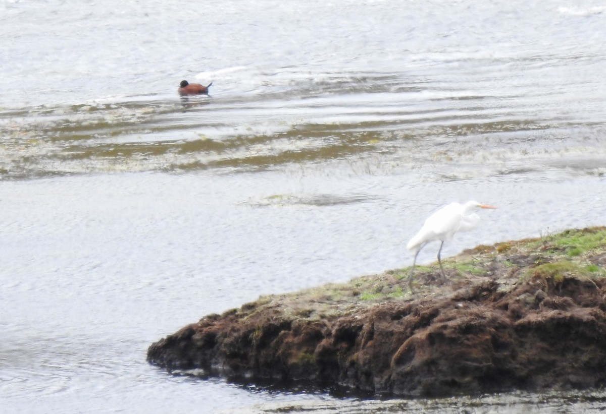 大白鷺 - ML645980781